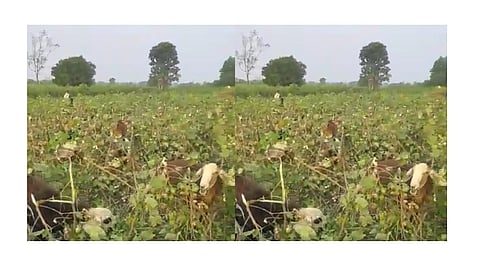 Akola News: farmer leaves animals in vertical crop of three acres of cotton due to depression