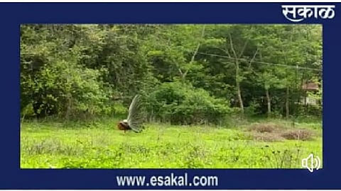 peacock.jpg