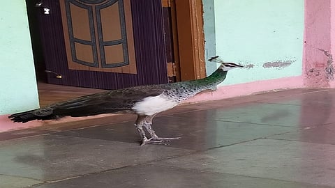 peacock