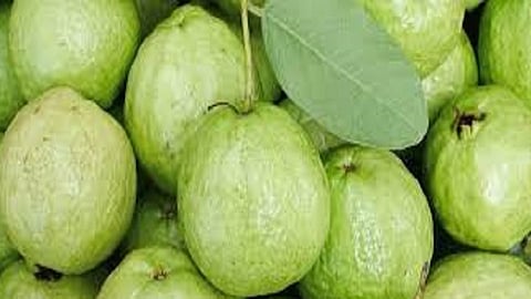 benefits of eating Guava 