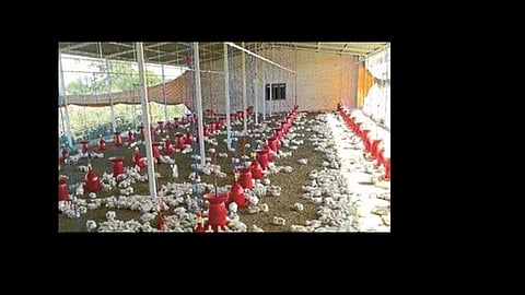 However, demand for chicken increased and poultry business flourished again