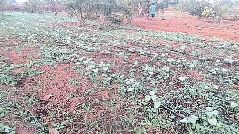 13 friends are come together and vegetables cultivation in four cars in ratnagiri