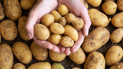 potato.jpg