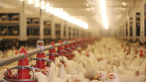 poultry