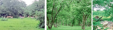 मोहळाई (ता. भोकरदन) : परिसरात ग्रामस्थांच्या शिस्तीमुळे जपली गेलेली वनराई. 