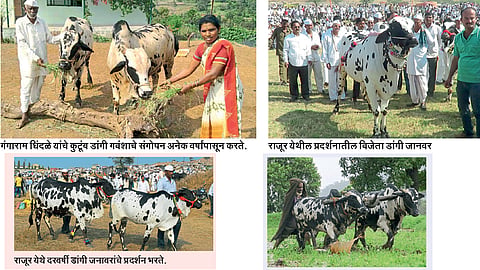 अकोले तालुक्यात डांगी गोवंशाचे संवर्धन  