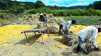 30 टक्के भातशेती क्षेत्र घटले 
