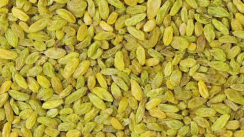 After turmeric powder demand for raisins occasion