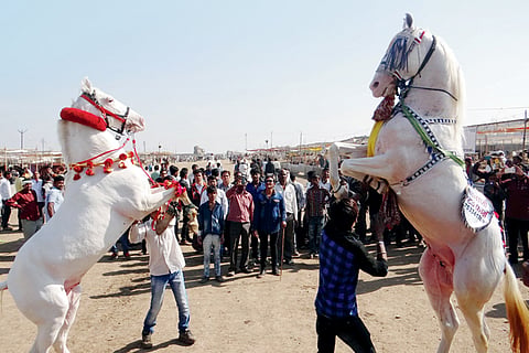 sarankheda festival