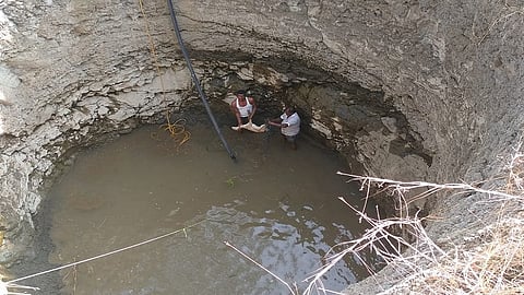 animal saving