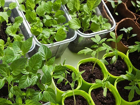seedling