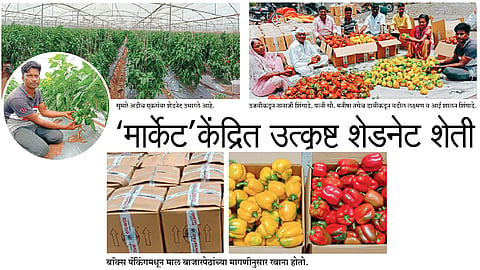 shednet Farming