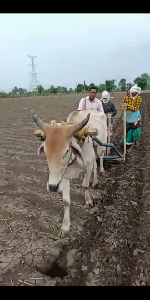 Plowing and sowing with the help of a single ox
