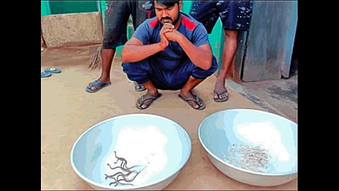 small snake came out from home in eight days family in panic at madhya pradesh