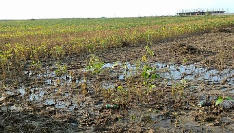 soybean damaged in irrigation sectors shows zero in government report