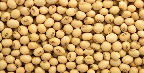 soybean rate decreases in amravati