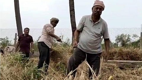 Weekend Lockdown : हातात विळा घेत खासदारांनी खपली गव्हाची केली कापणी