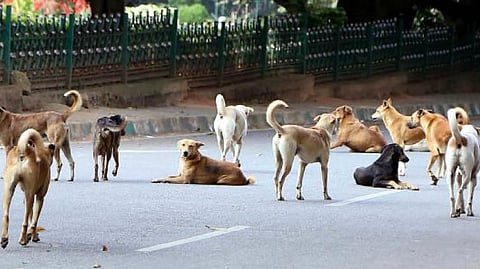 Jalgoan stray dogs 