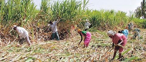 sugarcane_