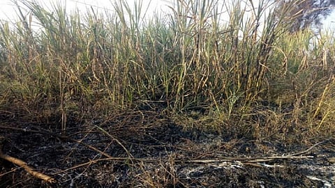 sugarcane fire.jpeg