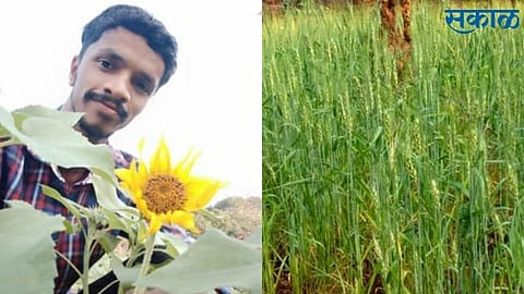 success story of youth who cultivate sunflower farming in konkan ratnagirisuccess story of youth who cultivate sunflower farming in konkan ratnagiri
