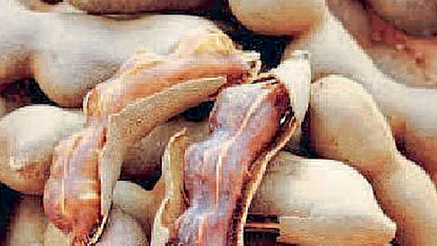नगरला चिंच प्रतिक्विंटल ९६०० ते १७९०० रुपये