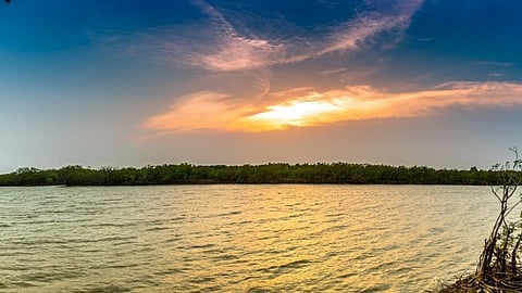 these mangrove forest in India best destination for holidays Marathi Article article