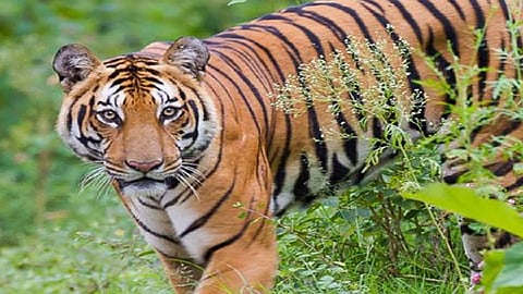 tiger.jpg