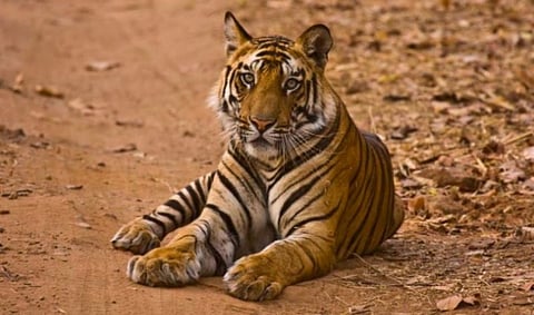 wildlife in maharashtra are corona negative 