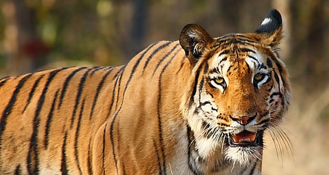tiger.jpg