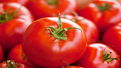 tomato1.jpg