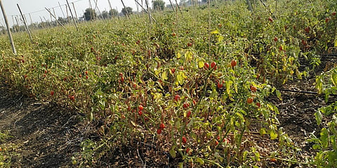 tomato