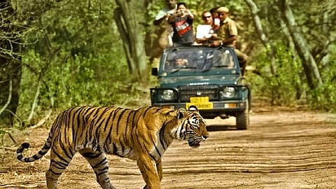 dos and do not for going jungle safari with family 