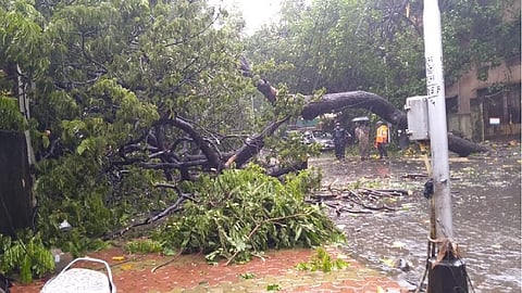 मुंबईत झाड पडून दोन मुलं जखमी, ४२ ठिकाणी झाडे पडल्याच्या तक्रारी