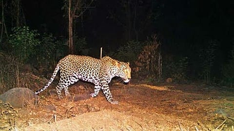 Satara News Leopard News