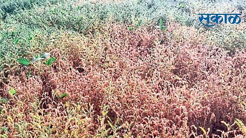 सेलू : मर रोगाच्या प्रादुर्भावाने वाळत असलेले हरभऱ्याचे पीक.