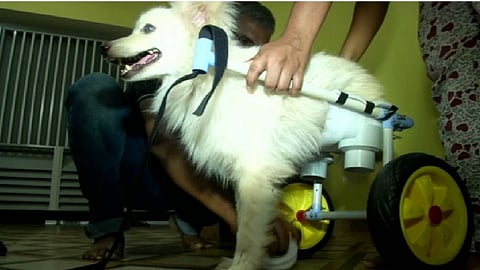 veera dog