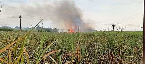 शॉर्टसर्किट होऊन ऊसाला आग; नागापुर येथील घटना