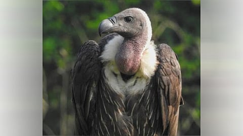 vulture