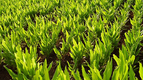 old husband wife farming various project ararot is the crop of medicines in ratnagiri