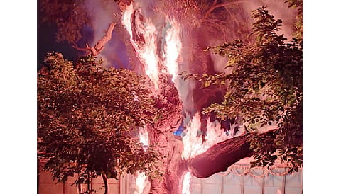man burned tree to snake get snake out in kalamb of yavatmal