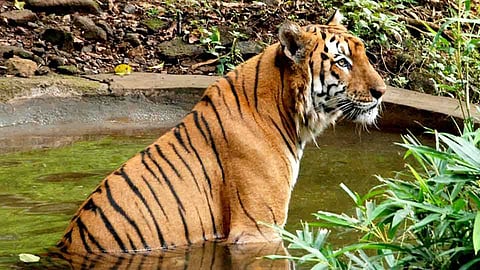 ...राणा गेला 