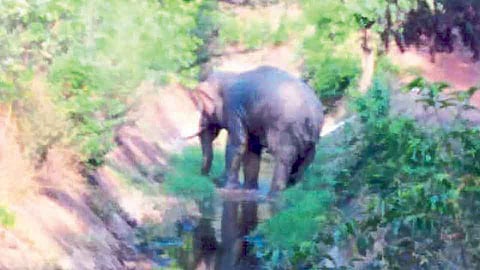 दोडामार्ग तालुक्यात टस्कराची दहशत