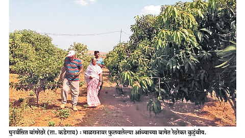 खडकाळ माळावर ‘हापूस’चा दरवळ  