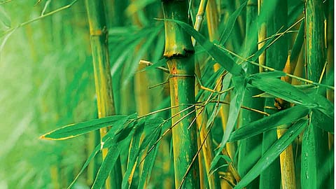 World Bamboo Day : पर्यावरण संवर्धनासाठी हवा बाबूंच्या वस्तूचा वापर