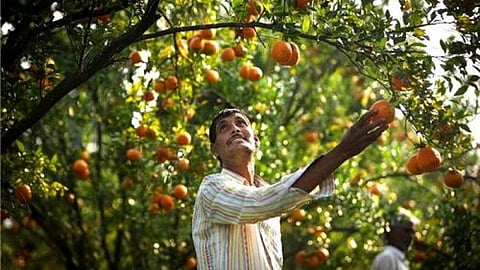 No Process industry of Ornages introduced in Amravati Morshi and Varud 