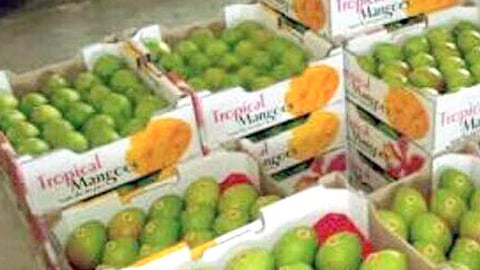 रत्नागिरीतून थेट हापूस निर्यातीला कृषी, अपेडाचा "ब्रेक' 