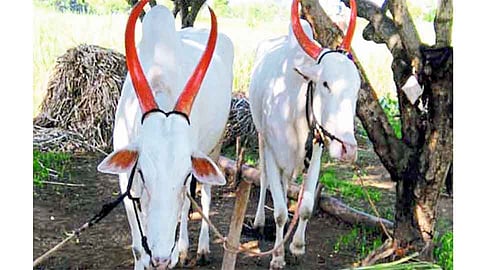 "लक्ष्या'च्या मृत्यूने "शंकऱ्या'चे डोळे पाणावले ! 
