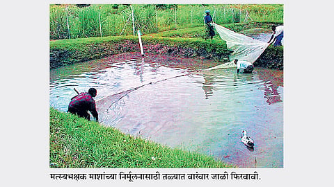 शेततळ्यामधील मत्स्यसंवर्धनासाठी आवश्‍यक बाबी 