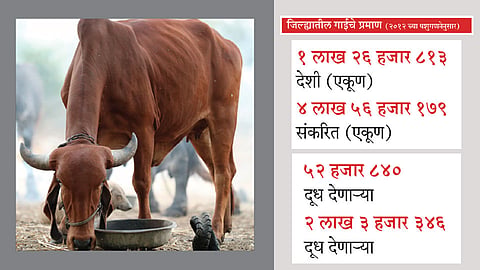 देशी गाईच्या दुधाला ‘भाव’